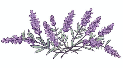 Hand drawn lavender herb with leaves and flowers ou