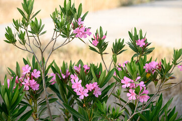 Oleander. Poisonous shrub from roots to flowers.
