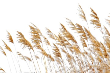 High Grass. Long Reed of Green Meadow in Field on White Background