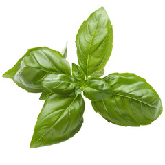 Fototapeta premium basil leaves isolated on white