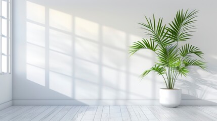 Minimalist Living Room With White Walls, A Single Potted Plant, And Sleek Furniture, Room Background Photos