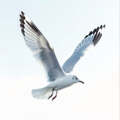 Obraz premium a white bird flying in the sky with its wings spread