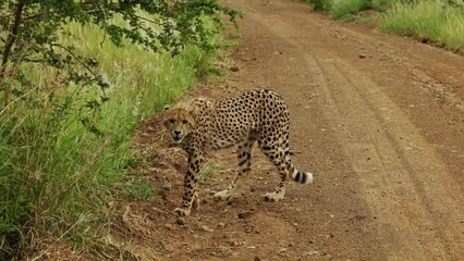 Lonely wild cheetah sneaking under tree in african savannah in national park. South Africa safari in national park. Amazing rare shot of african animals. Amazing rare shot of wild cats after hunt