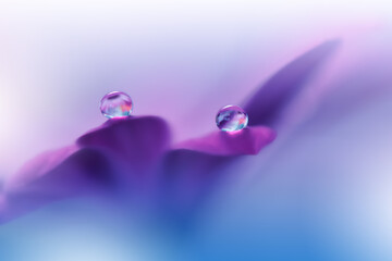 Beautiful Macro Photo.Colorful Flowers.Border Art Design.Magic Light.Close up Photography.Conceptual Abstract Image.Blue Background.Fantasy Floral Art.Creative Wallpaper.Beautiful Nature.Water Drop.