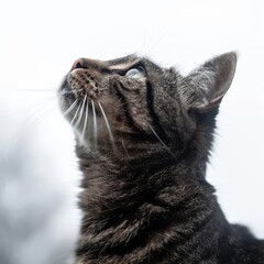 a cat looking up at something in the sky