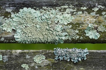Parmelia is a genus of medium to large foliose (leafy) lichens.