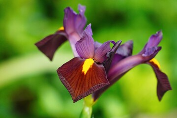 Japanese iris is a species of flowering plant in the family Iridaceae.
