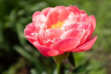 Close-up one pink peony, selective focus. Bloom peony bud shot at close range for publication, poster, screensaver, wallpaper, post, banner, cover. High quality photo
