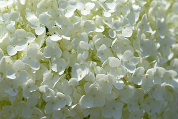 アメリカノリノキ　花模様