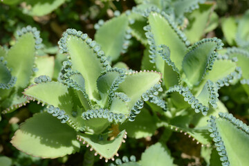 コダカラベンケイ