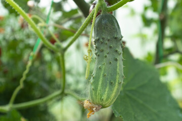 Green cucumber grow in greenhouse, close-up. Background from cucumber plant for branding, calendar, postcard, screensaver, wallpaper, poster, banner, cover, website. High quality photo