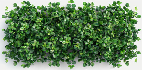 Isolated white background with multiple poses of green bush with small flowers, top view. Set of floral elements for garden or landscape design, isolated on transparent png background.