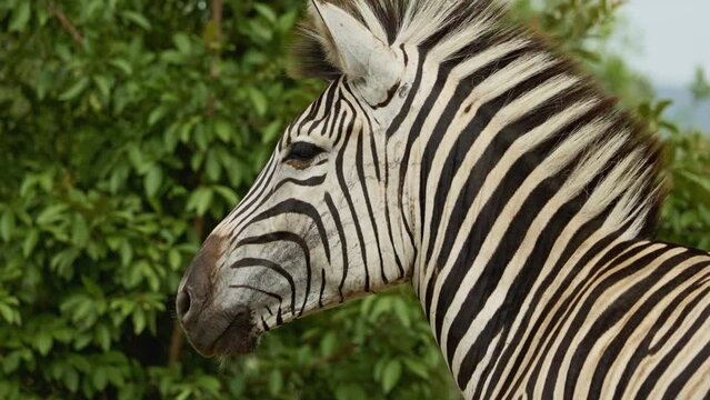closeup of a striped wild african zebra face walking alone in the forest. footage of african zebra face closeup standing. South Africa safari in national park. Wildlife of endangered animal species.