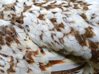 The chicken feather pattern texture in white and brown