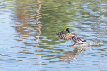 Mallard duck.