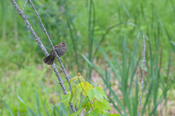 Closeup of a red-winged blackbird.