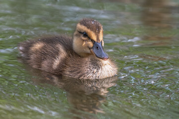 Closeup of ducklings, or baby mallard ducks, in spring.