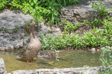 Closeup of ducks near water in spring.