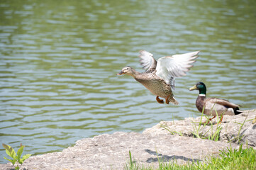 Mallard duck in spring.
