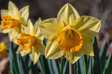Fototapeta premium a vibrant yellow daffodil heralding the arrival of spring