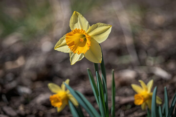 a vibrant yellow daffodil heralding the arrival of spring