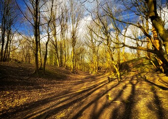 Late winter sunlight casts long shadows over a forest path and a lone bench, as the blue sky...
