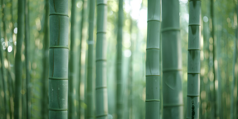 A forest of towering bamboo