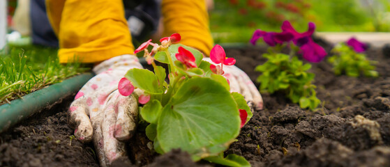 A closeup of hands of a gardener with a seedling.