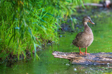 Closeup of a mallard ducks.