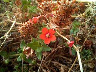 The Flower's Journey