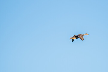 Closeup of a mallard ducks.