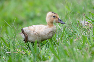 Closeup of a gosling, or baby goose.