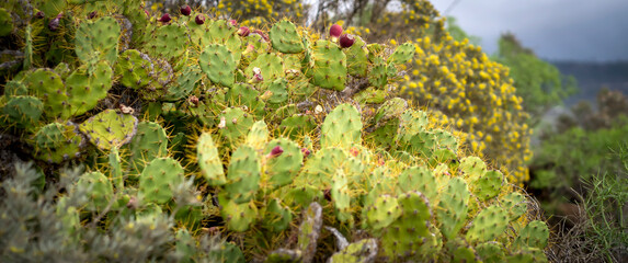 Opuntia cactus closeup, large exotic cacti growing on the slopes of mountains.