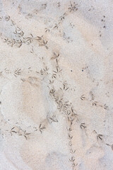 Pattern of bird tracks in tan sand, as a nature background
