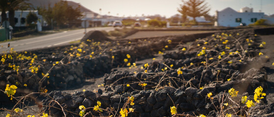 Vineyards in the black lava ground with a growing grapes of La Geria, Lanzarote Island.