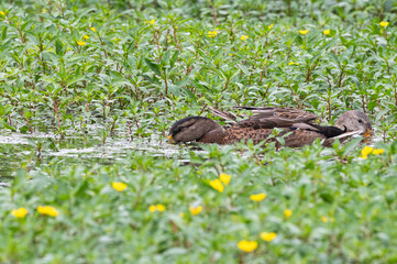 Closeup of a female mallard duck looking for food in shallow water.