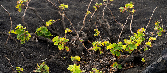 Vineyards in the black lava ground with a growing grapes of La Geria, Lanzarote Island.