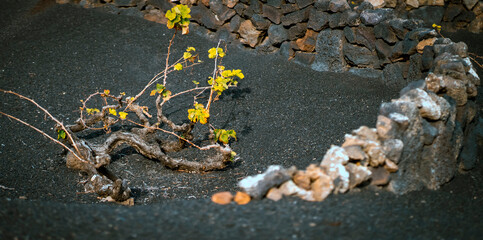 Obraz premium Vineyards in the black lava ground with a growing grapes of La Geria, Lanzarote Island.