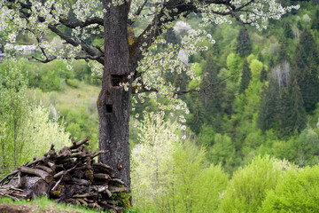 Blooming fruit tree with flowers and green hills in spring.