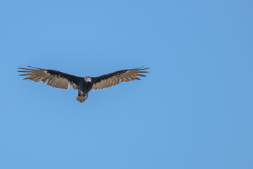 Fototapeta premium Closeup of a turkey vulture.