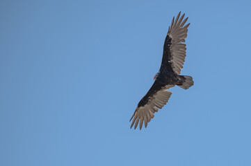 Closeup of a turkey vulture.