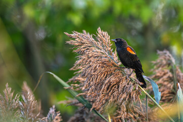 Closeup of a red-winged blackbird.