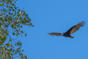 Closeup of a turkey vulture.