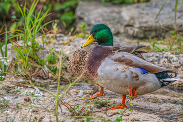 Mallard duck in spring.