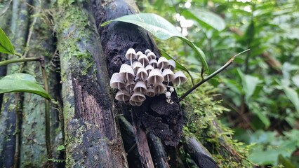 tropical mushrooms attached to a tree