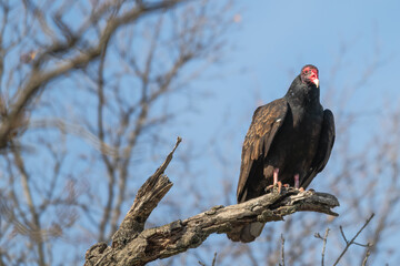 Closeup of a turkey vulture.