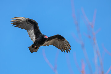 Closeup of a turkey vulture.