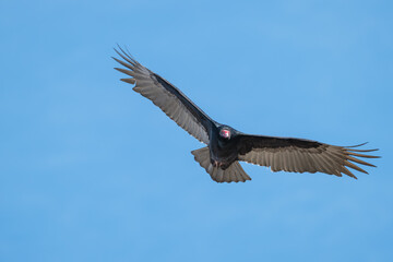 Closeup of a turkey vulture.