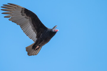 Closeup of a turkey vulture.