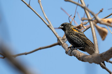 Closeup of a red-winged blackbird.